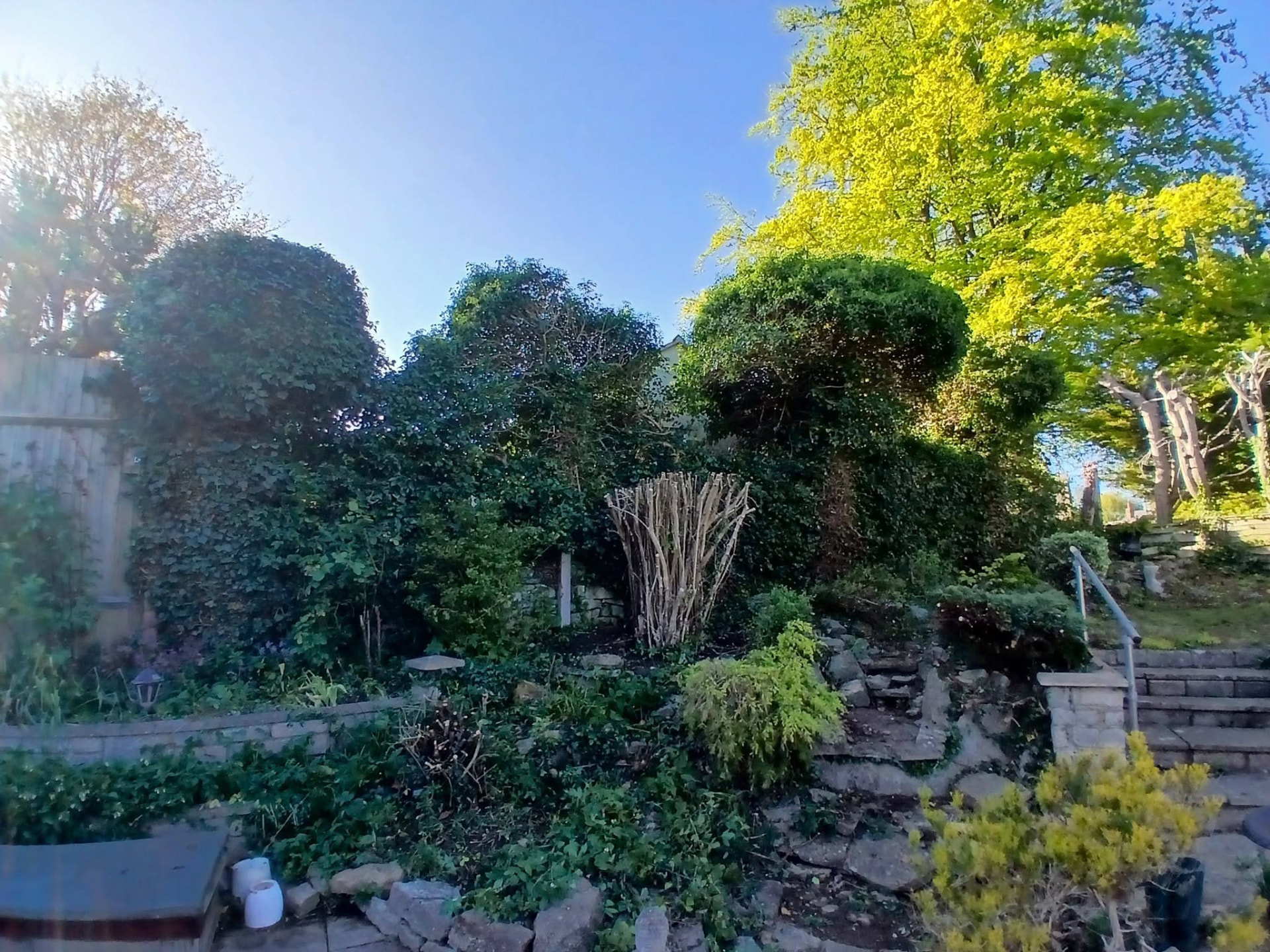 After — Overgrown garden reclaimed