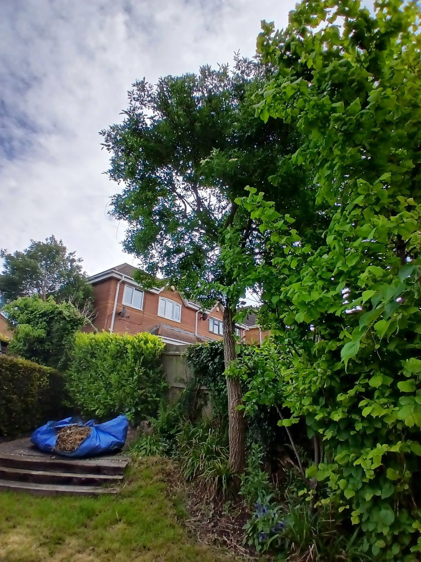 Before — Boundary tree removal & hedge reduction