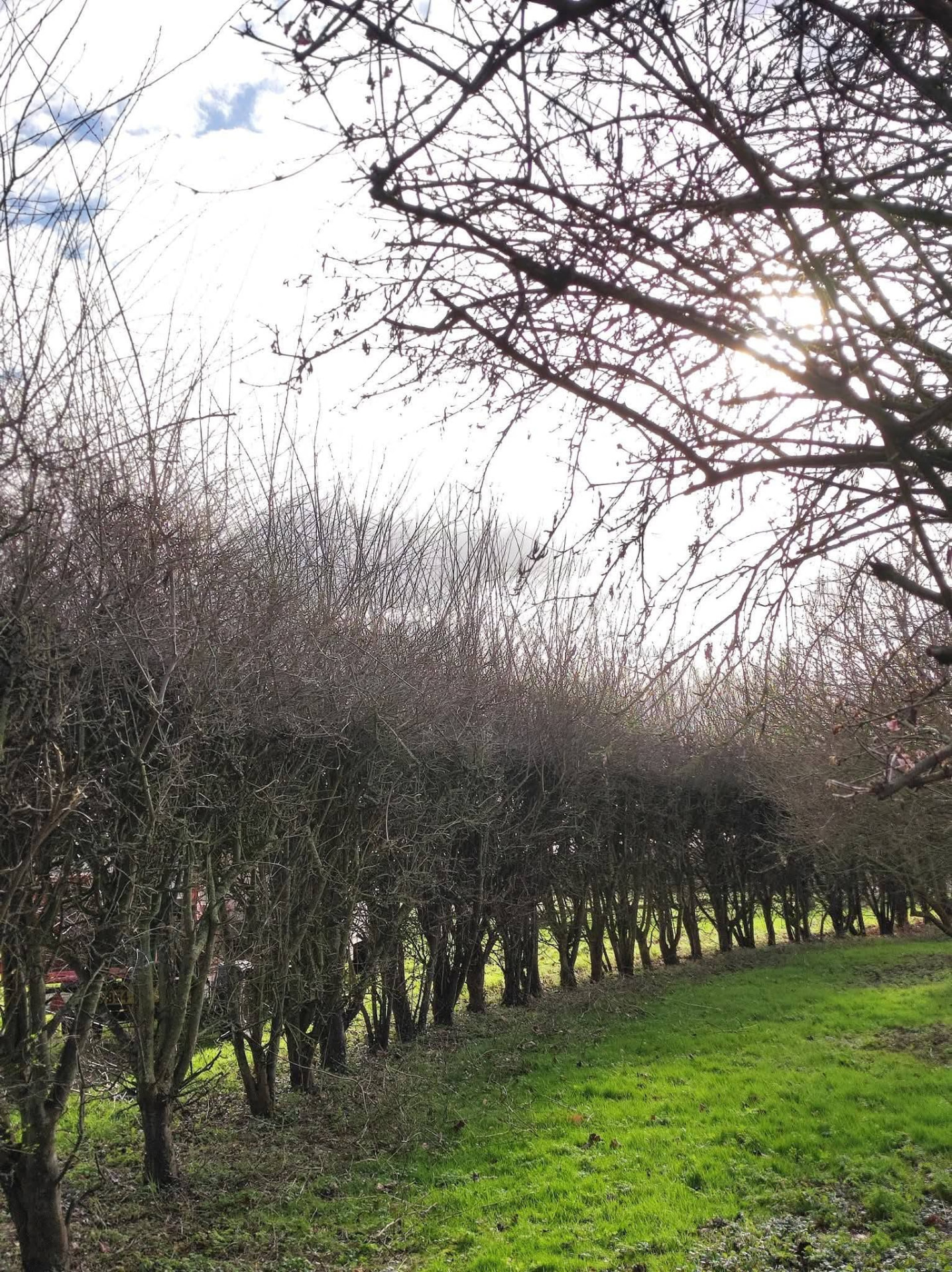 Before — Field boundary hedge laying