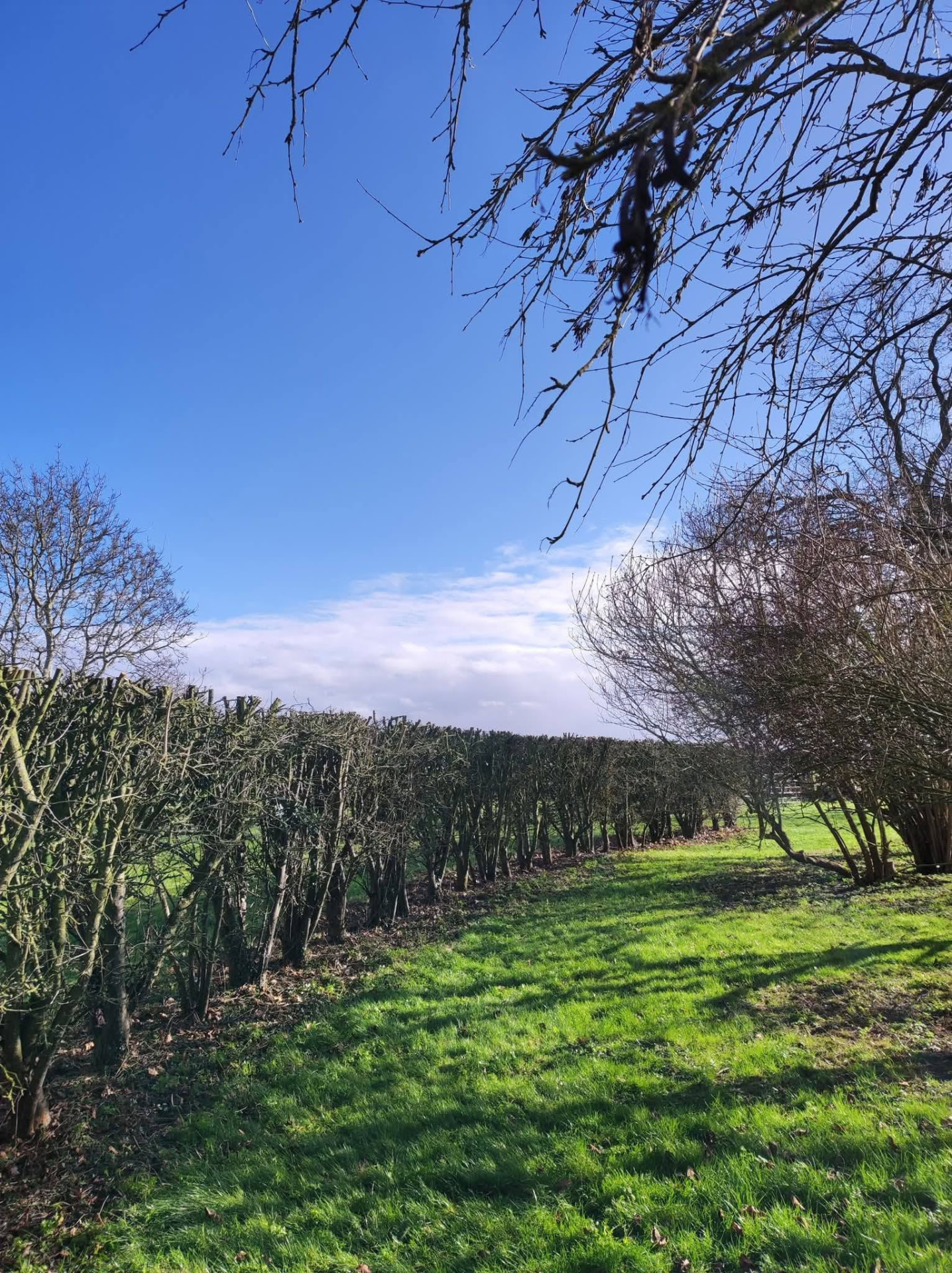 After — Field boundary hedge laying