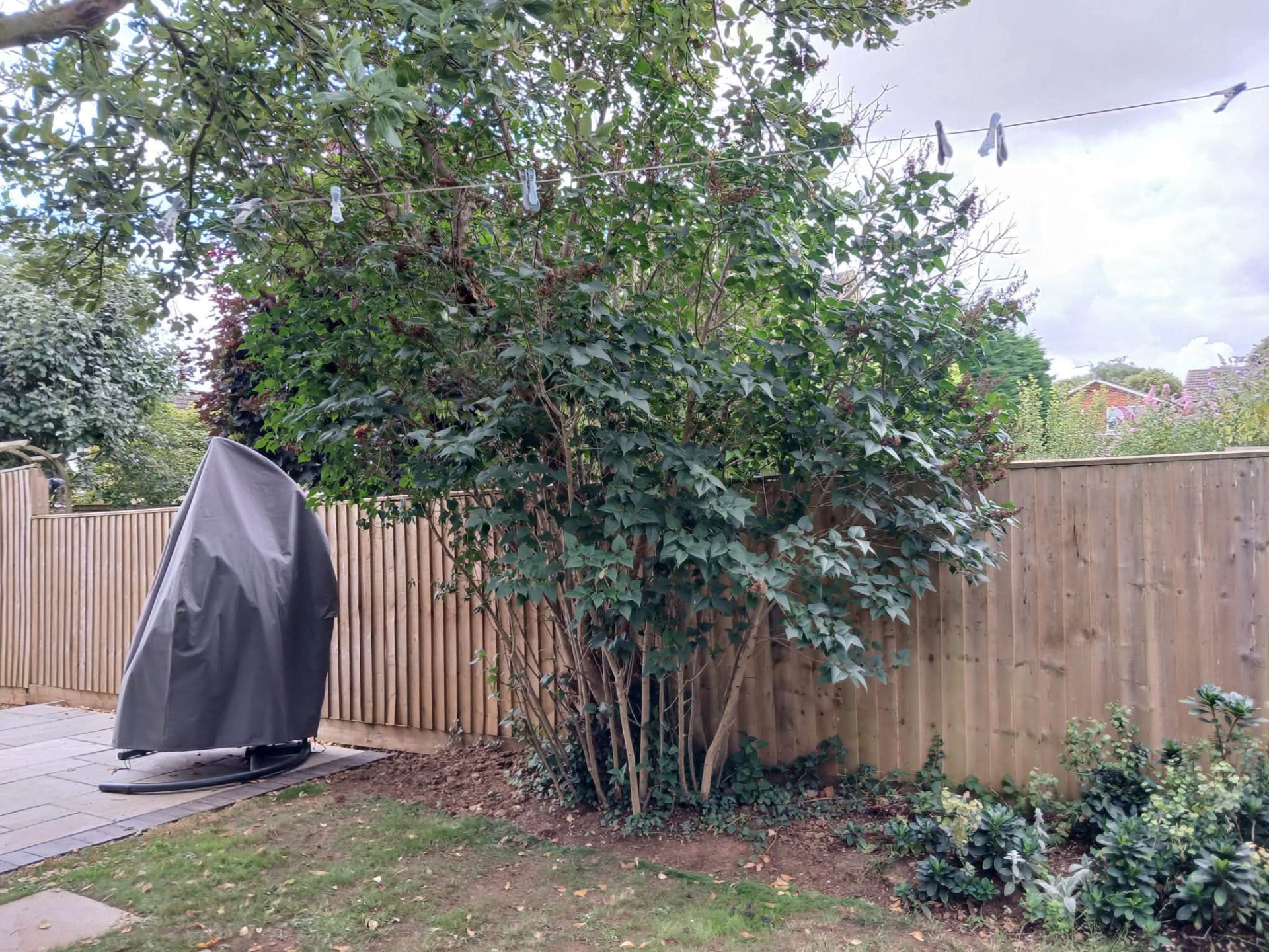 Before — Garden shrub reduction