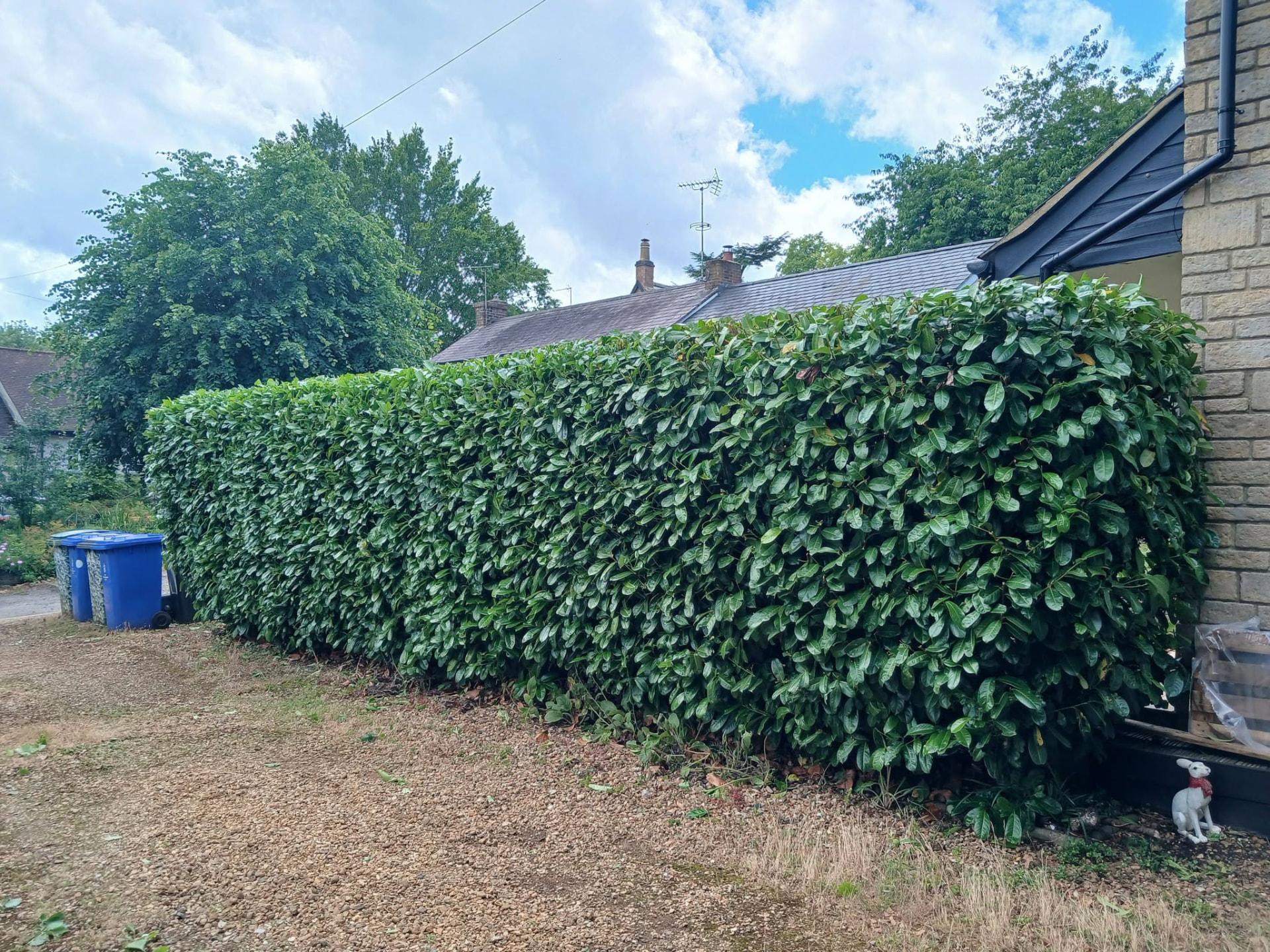Hedge Cutting & Maintenance