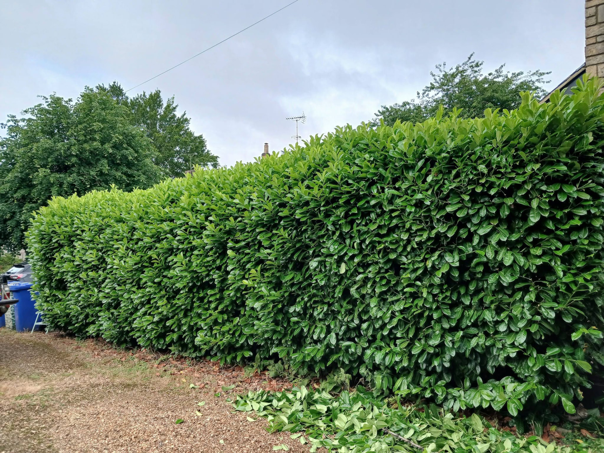 Before — Laurel hedge cut back and squared off