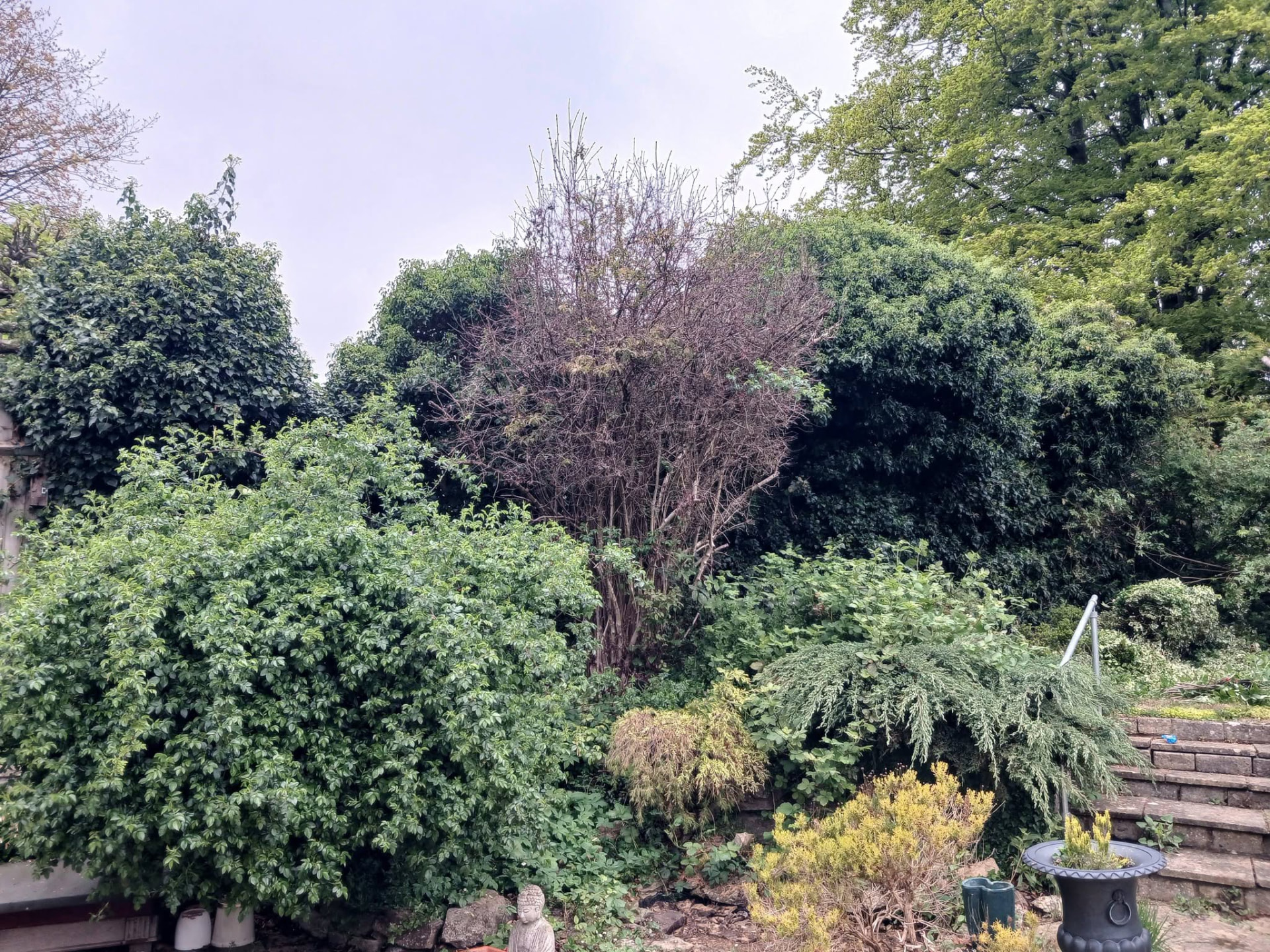Before — Overgrown garden reclaimed