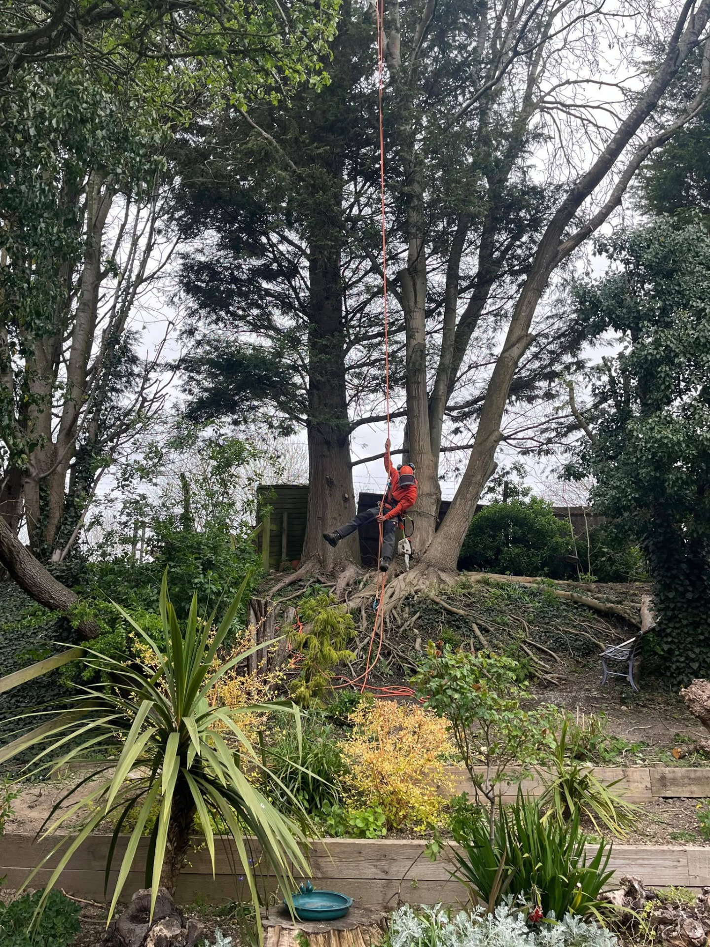Kane Redding roped into a large garden tree during a tree surgery job