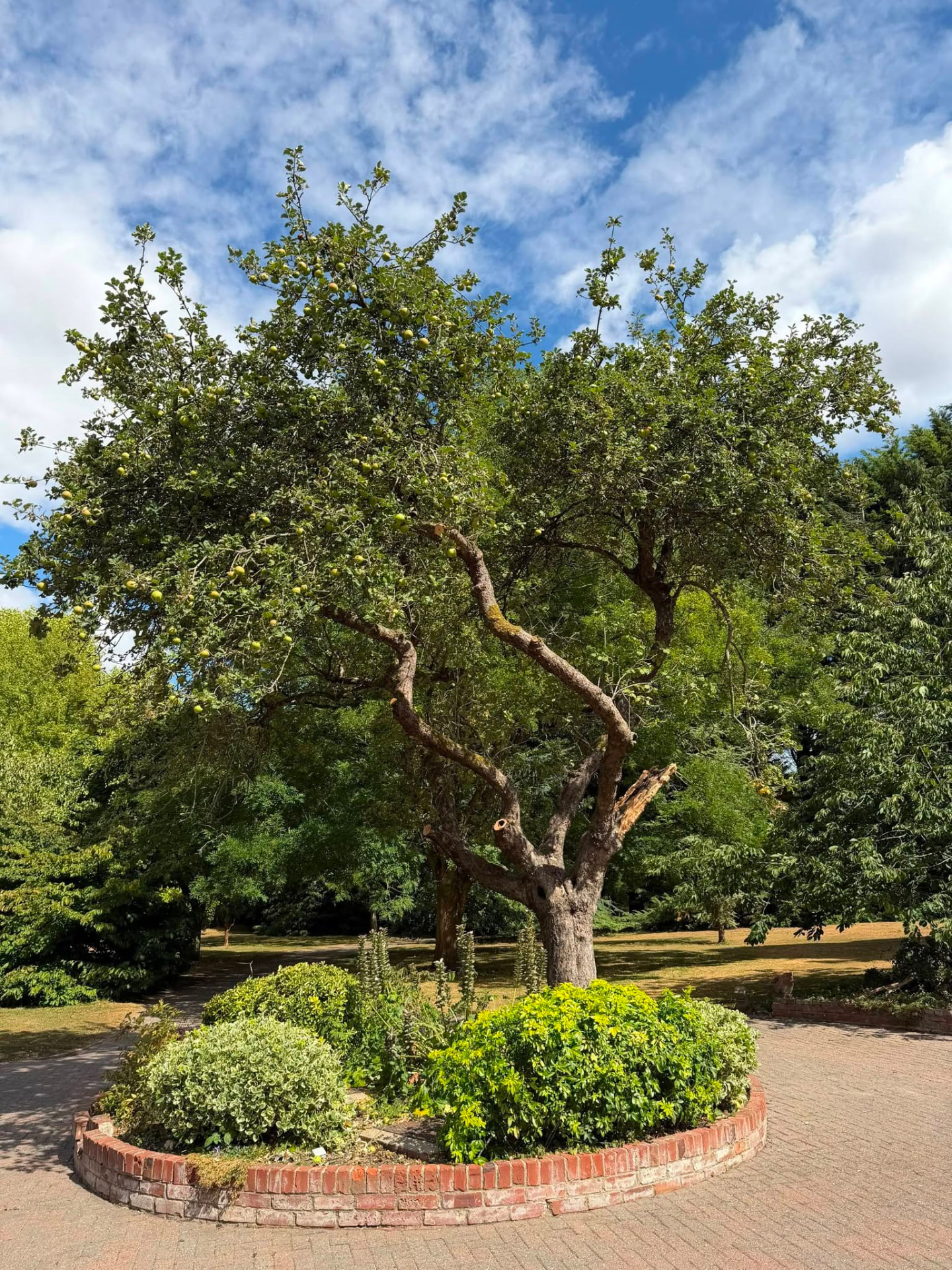 After — Storm-damaged apple tree