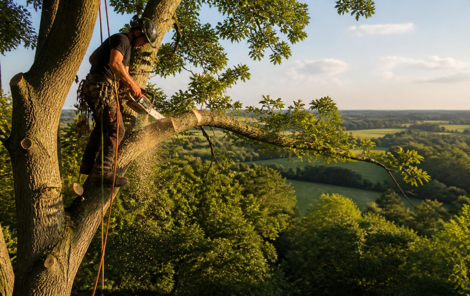 Tree Felling & Removal